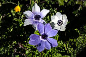 Fioritura invernale di anemone dei fiorai (anemone coronaria) nei prati incolti di Creta.